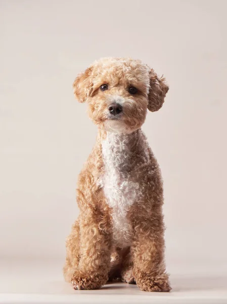 Червоне мальтіпо на бежевому фоні. кучерявий собака в фотостудії — стокове фото