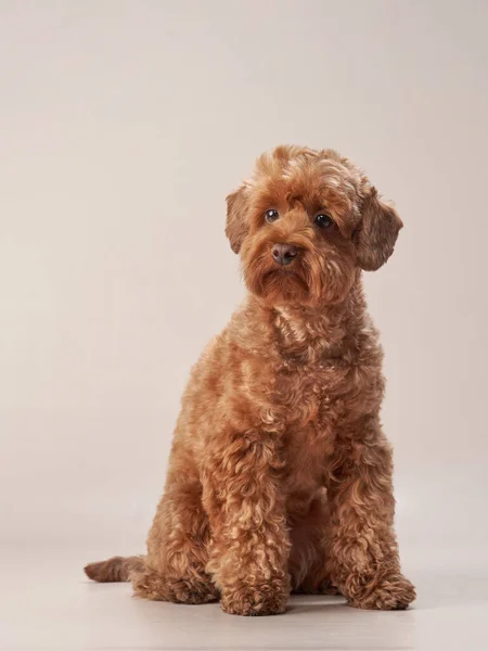 Maltipoo rouge sur fond beige. chien bouclé en studio photo — Photo