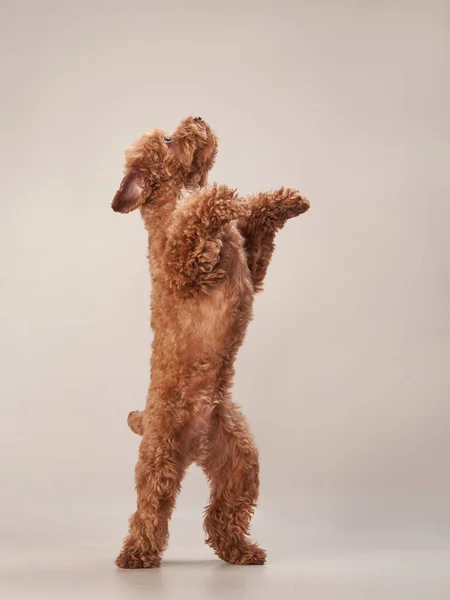 Maltipoo rouge sur fond beige. chien bouclé en studio photo — Photo