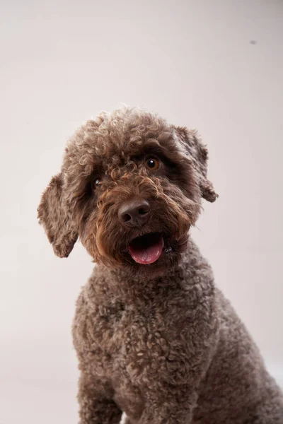 Lagotto romagnolo su fondo beige. Ritratto di un simpatico animale domestico in casa — Foto Stock