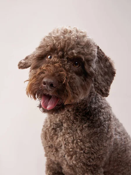 Lagotto romagnolo su fondo beige. Ritratto di un simpatico animale domestico in casa — Foto Stock