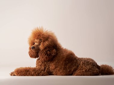 Bej arka planda bir kaniş. Stüdyodaki komik bir hayvanın portresi.