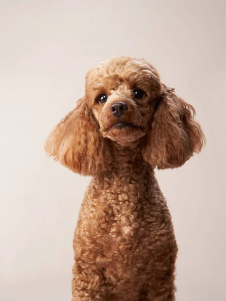 Pudel på en beige bakgrund. Porträtt av ett roligt husdjur i studion — Stockfoto