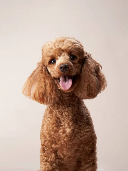 Caniche sobre fondo beige. Retrato de una mascota divertida en el estudio —  Fotos de Stock