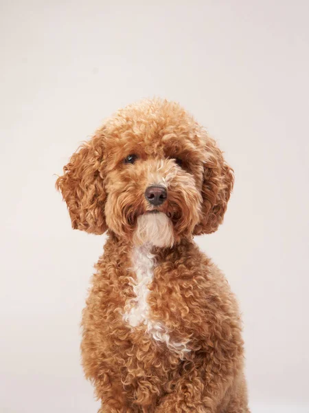 Caniche sur fond beige. Portrait d'un drôle d'animal de compagnie en studio — Photo