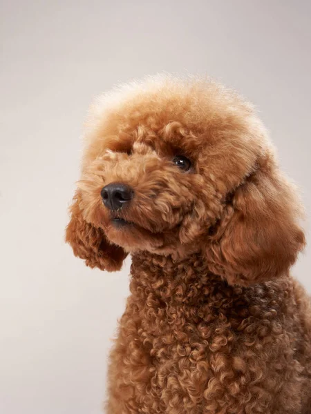 Bej arka planda bir kaniş. Stüdyodaki komik bir hayvanın portresi.