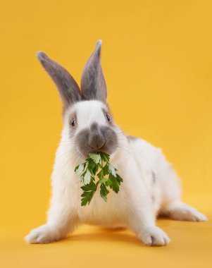 Pruvada parlak sarı bir arka planda tavşan. Komik hayvan.