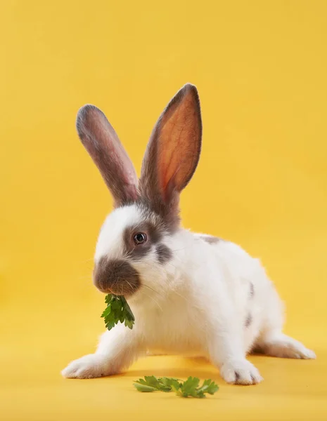 Coelho em um fundo amarelo brilhante em um arco. animal engraçado — Fotografia de Stock