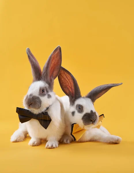 Dos conejos sobre un fondo amarillo brillante en un arco. animal divertido —  Fotos de Stock