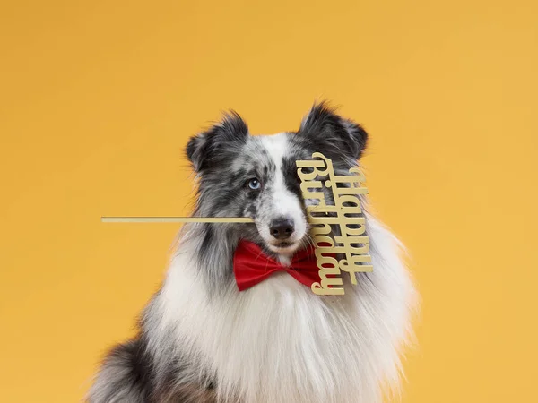 Perro sobre un fondo amarillo. cumpleaños mascotas. Sheltie de mármol con caja de celebración — Foto de Stock
