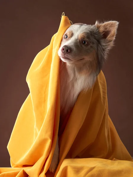 Border collie wrapped in yellow scarf, fabric. Funny dog in the studio — Stock Photo, Image