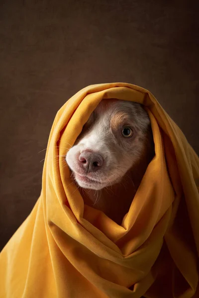 Kant collie insvept i gul halsduk, tyg. Rolig hund i studion — Stockfoto