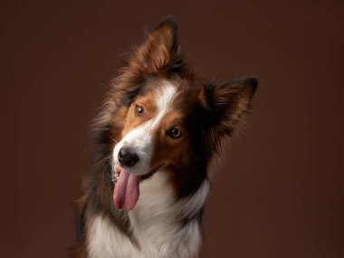Kahverengi arka planda komik bir köpeğim var. Stüdyoda havalı köpek