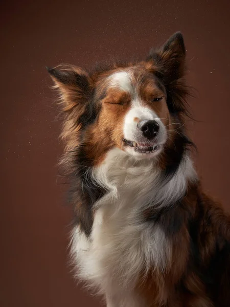 Zabawna obwódka na brązowym tle. cool pies w studio — Zdjęcie stockowe