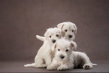 Kahverengi arka planda üç köpek yavrusu beyaz schnauzer. Şirin köpekler.