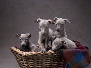 Sepette dört tazı yavrusu. Kahverengi tuval üzerinde köpek