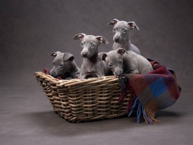 Sepette dört tazı yavrusu. Kahverengi tuval üzerinde köpek