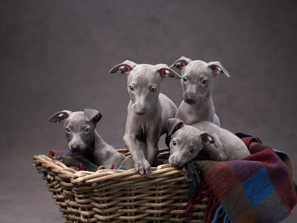 Sepette dört tazı yavrusu. Kahverengi tuval üzerinde köpek