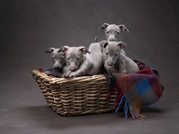 four greyhound puppies in a basket. Dog on brown canvas background