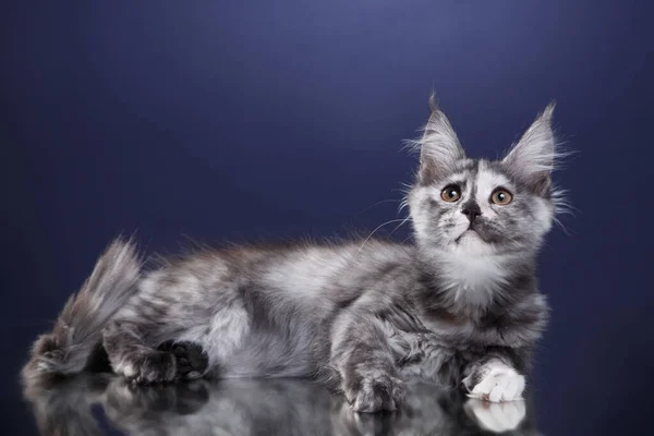 Maine Coon Kitten sobre un fondo azul. retrato de gato en estudio — Foto de Stock