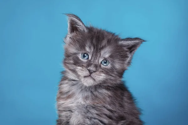 メインコーン青い背景に子猫。スタジオでの猫の肖像 — ストック写真