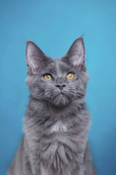 Maine Coon Kitten sur fond bleu. portrait de chat en studio — Photo