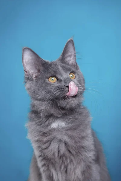 Maine Coon Kitten auf blauem Hintergrund. Katzenporträt im Studio — Stockfoto