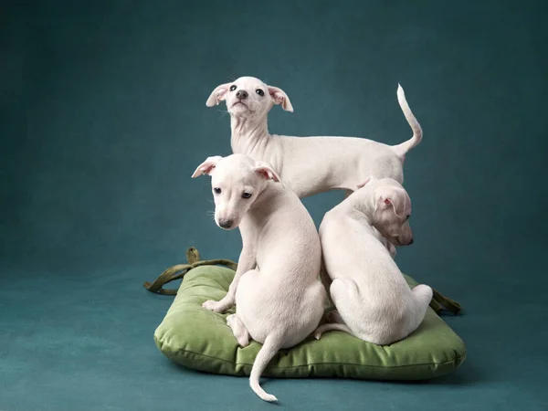 R cuccioli di levriero in un cesto. Cane su sfondo marrone tela — Foto Stock
