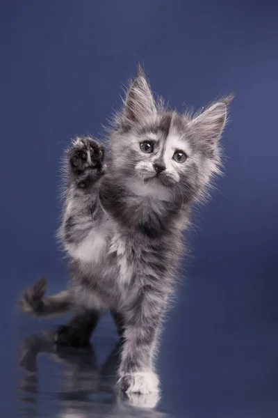 Maine Coon Kitten na niebieskim tle. portret kota w studio — Zdjęcie stockowe