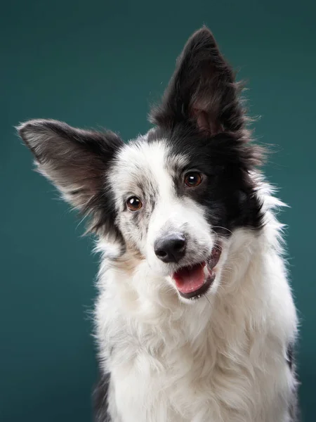 Funny dog. Happy Border Collie curve muzzle — Stock Photo, Image