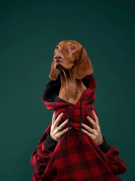 Hipster hond met capuchon houdt snacks vast met zijn handen. Conceptueel portret van een hond op een groene achtergrond. — Stockfoto