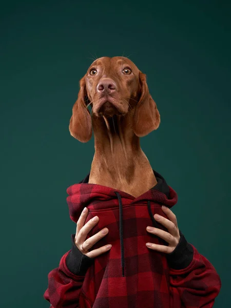 Hipsterhund i huvtröja håller snacks med händerna. Konceptuellt porträtt av en hund på en grön bakgrund. — Stockfoto