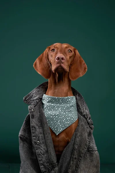 Ungerska Vizsla hund i jeansjacka. Roligt husdjur i kläder — Stockfoto