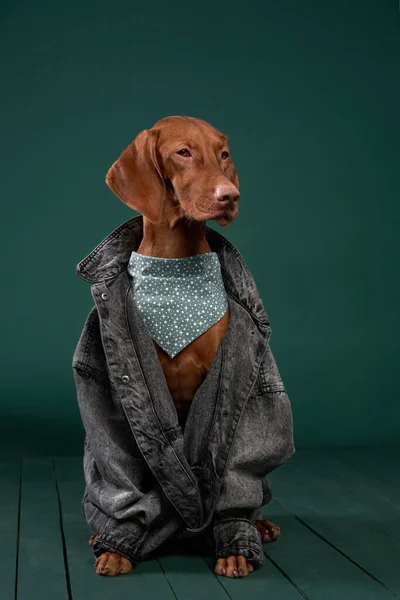 Húngaro cão Vizsla em um casaco de ganga. Animal de estimação engraçado em roupas — Fotografia de Stock