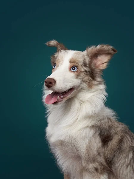 蓝色背景上的狗的肖像。可爱的边境牧羊犬 — 图库照片