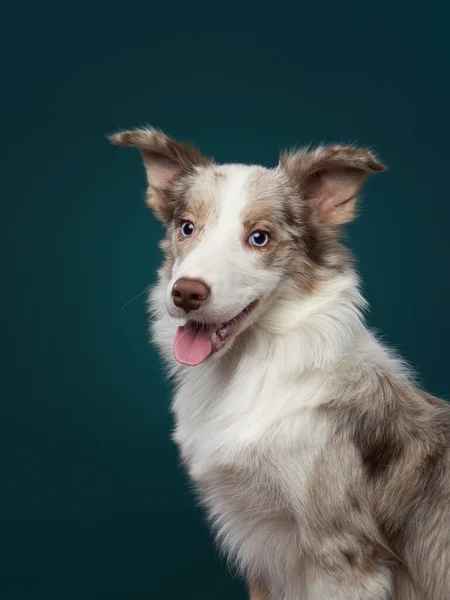 Retrato de um cão sobre um fundo azul. Bonito collie fronteira — Fotografia de Stock