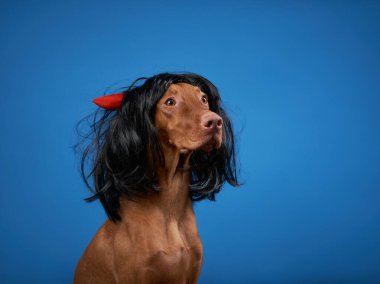 Peruklu köpek. Mavi arka planda Macar vizsla 'sı. Karnaval kostümlü evcil hayvan