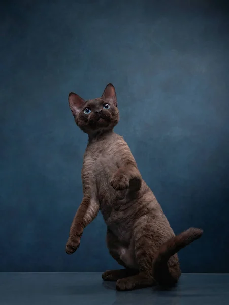 Γάτα ράτσα devon rex σε φόντο μπλε καμβά. Pet πορτρέτο στο στούντιο — Φωτογραφία Αρχείου