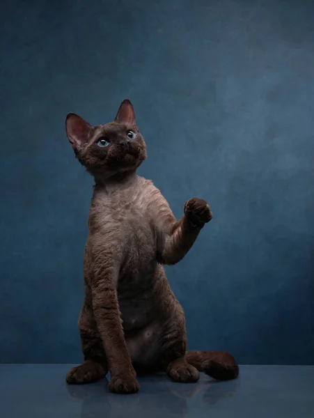 Котяча порода devon Rex на синьому тлі полотна. Портрет домашніх тварин в студії — стокове фото