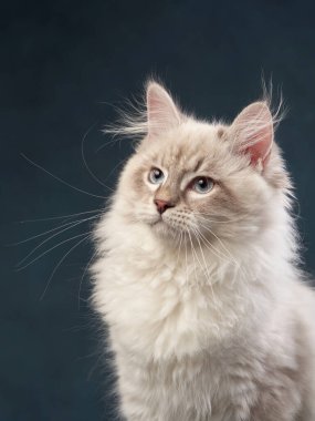 Mavi arka planda Sibirya kedisi. Reklam için kedi stüdyosu fotoğrafı.