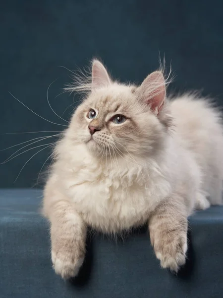 Sibirisches Kätzchen auf blauem Hintergrund. Katzenatelierfoto für Werbung. — Stockfoto