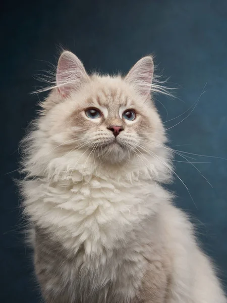 Gatinho siberiano em um fundo azul. Foto de estúdio de gato para publicidade. — Fotografia de Stock