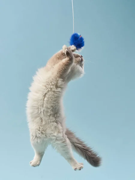 Syberyjski kotek na niebieskim tle. Kot studio zdjęcie do reklamy. Szczęśliwy zwierzak — Zdjęcie stockowe