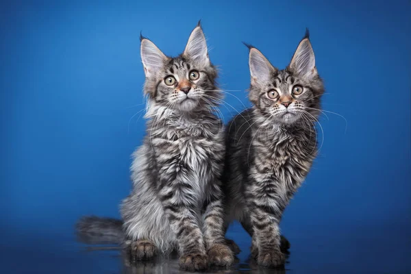 Maine Coon Kitten sobre un fondo azul. retrato de gato en estudio — Foto de Stock