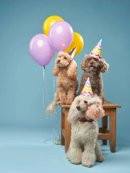 Cumpleaños de perros. Tres caniches en gorras de carnaval y globos — Foto de Stock