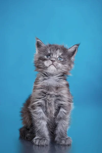 Maine Coon Kitten dengan latar belakang biru. potret kucing di studio — Stok Foto