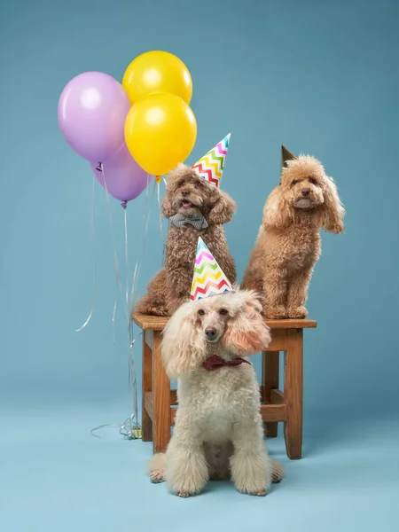 Hundegeburtstag. Drei Pudel in Faschingsmützen und Luftballons lizenzfreie Stockfotos