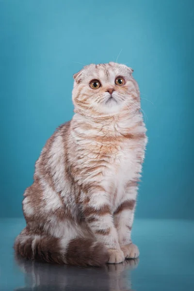 Скоттиш Фолд Кэт на синем фоне. кошачий портрет в студии — стоковое фото