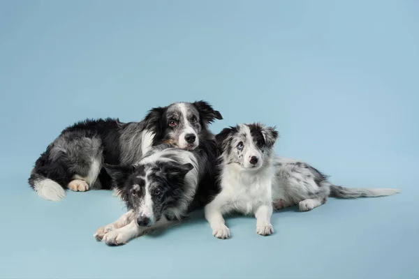 Three identical dogs together. Black and white marble on a blue background. Border collie family.