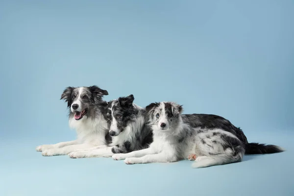 Trois chiens identiques ensemble. Marbre noir et blanc sur fond bleu. Famille Border collie. — Photo